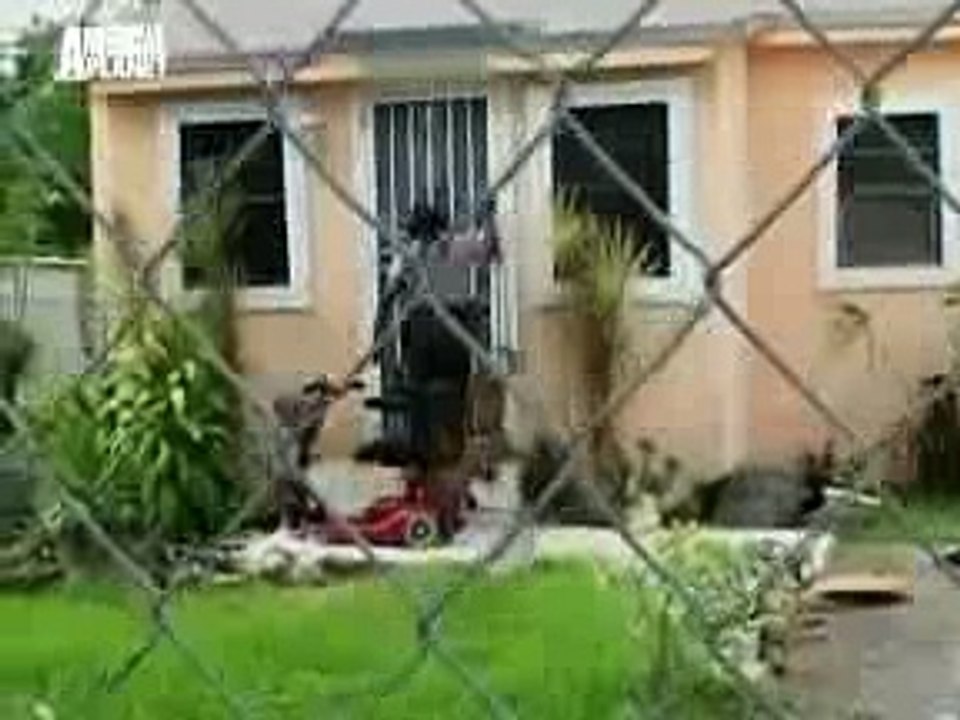 Animal Cops Miami Cardboard Dog House