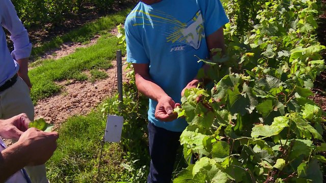 En Champagne, un drone pour mieux traiter les vignes