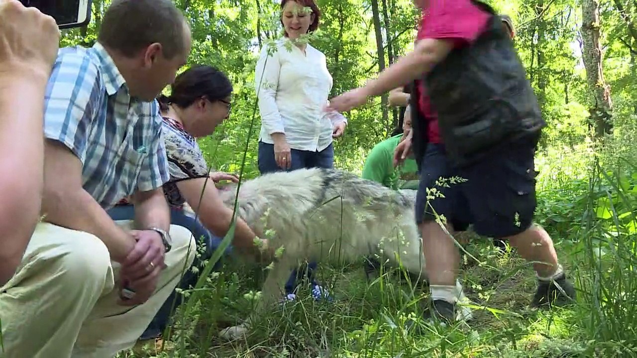 Des managers "réveillent la bête en eux" dans un parc à loup