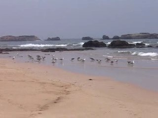 des goélands; oui! mais lesquels?