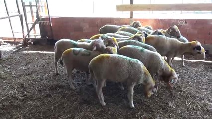 Kurbanlıklarını Cep Telefonu Üzerinden Satıyor