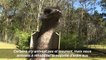 Des prisonniers australiens s'occupent d'animaux abandonnés