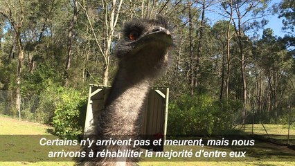 Des prisonniers australiens s'occupent d'animaux abandonnés