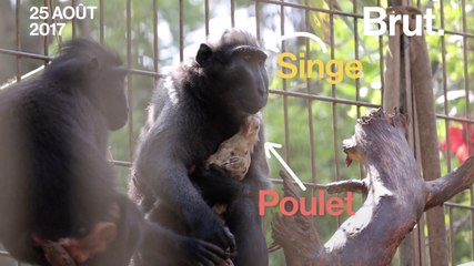 Quand un macaque adopte un poulet (au lieu de le manger)