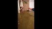 Il chasse un poisson chat dans son salon après les inondations causées par l'ouragan Harvey