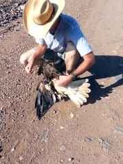 Hawk was killed by the snake. Watch complete video