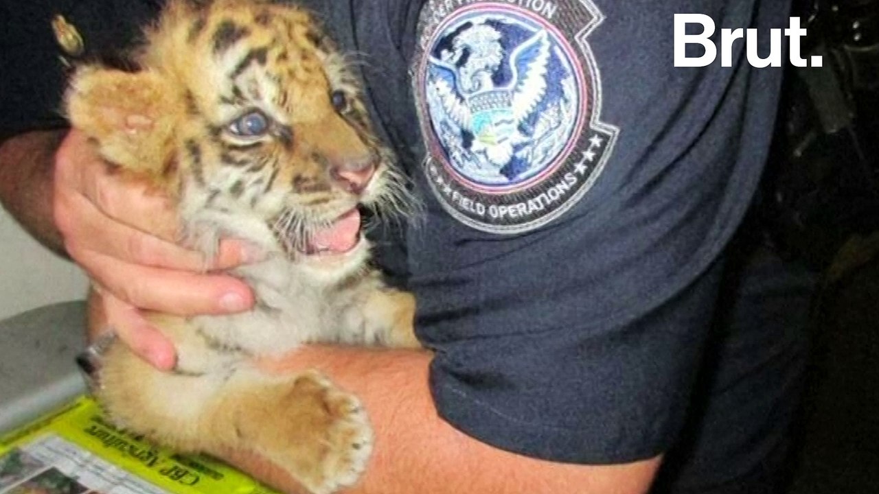 Un bébé tigre victime du trafic illégal sauvé