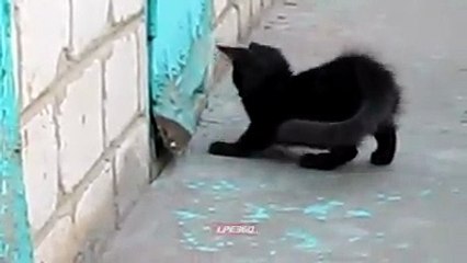 Kitten helped another kitten to come out