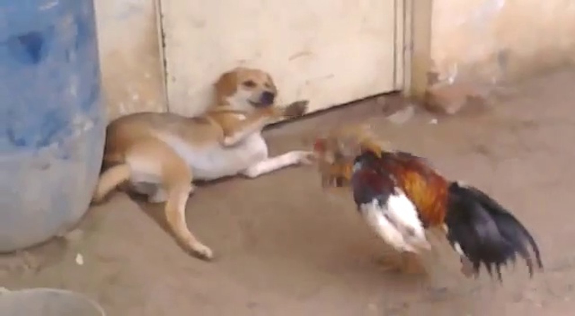 Dog and chicken funny video sale