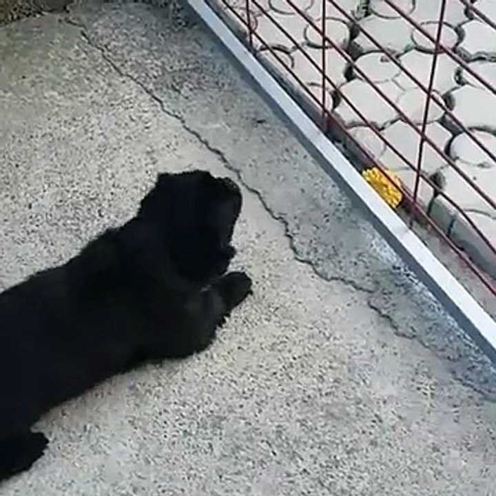 Dumb Dog Unable To Get His Toy