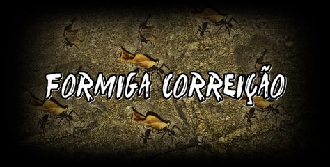 Formiga Carnívora - correição, tauoca, tanoca ou taoca