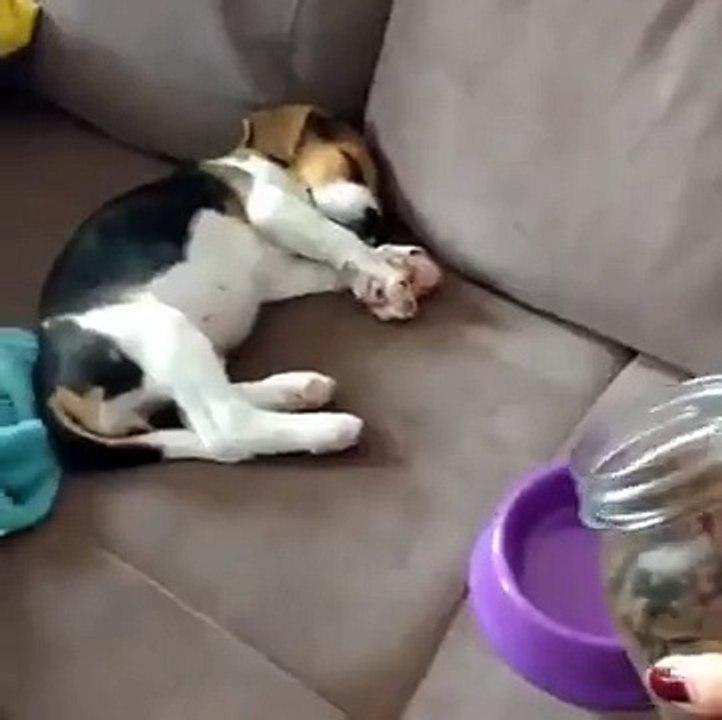 That Is One Seriously Hungry Dog