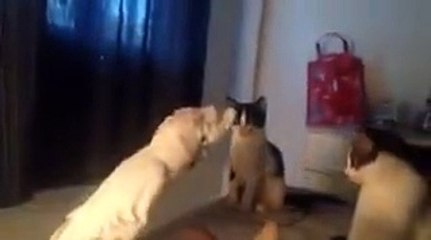 This Parrot Can Do A Better ‘Meow’ Than Cats