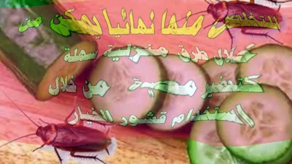 هل تزعجك الصراصير.. إليكي طريقة التخلص من الصراصير باستخدام الخيار فقط !
