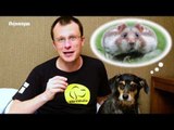 Pet na Pan #07 - Cinco dicas antes de comprar um hamster