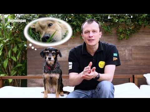 Pet Na Pan #14 - Cinco curiosidades sobre animais que comem cocô | Jovem Pan