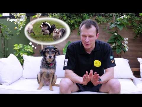 Pet Na Pan #18 - Cinco curiosidades sobre cães idosos