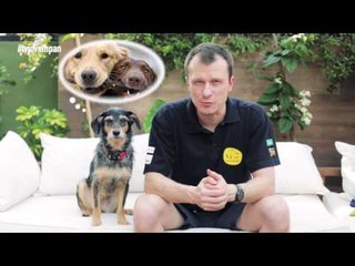 Pet na Pan #19 - cinco dicas para apresentar um cão a outro