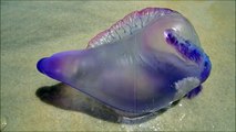 Un animal magnifique couleur arc-en-ciel : la vessie de mer