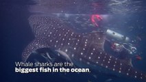 Scuba Diving Encounters: Diving With Whale Sharks In The Derawan Islands, Indonesia