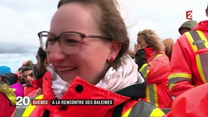Québec : rencontre avec les baleines