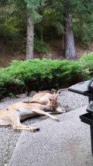 Cougar in Copper Ridge Catches Deer