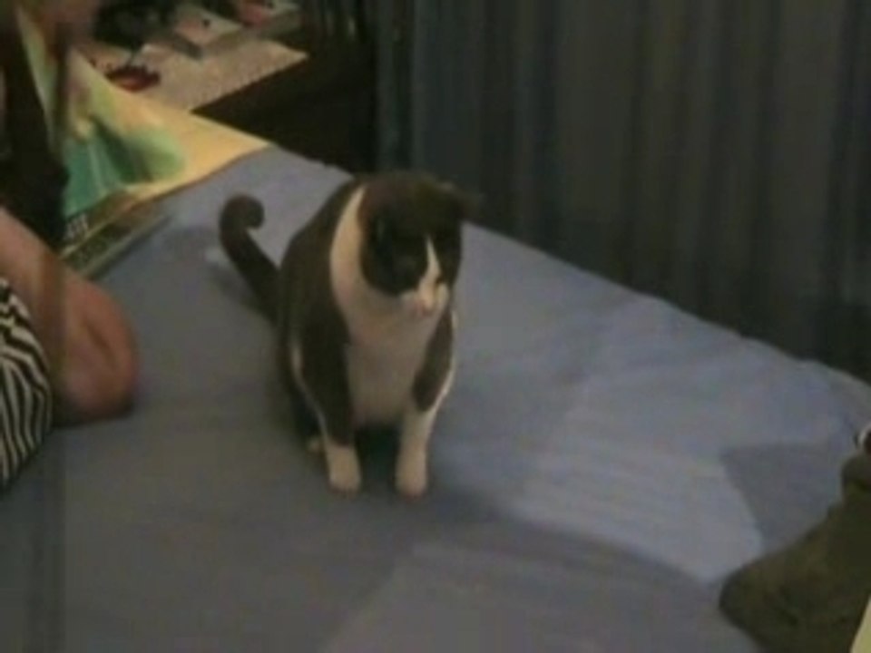 Mon chat qui joue