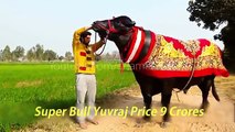 World_Most_Expensive_Andدنیا کا سب سے بڑا قربانی کا جانور _Largest_Bull_Price_9_Crores_Eid-ul-Adha_2017