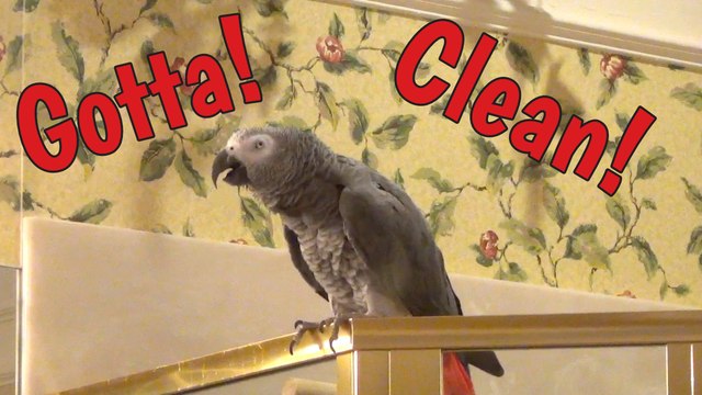 Supervising parrot oversees cleaning chore