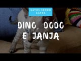 GATOS SENDO GATOS: Conheça Los Gatos Joly