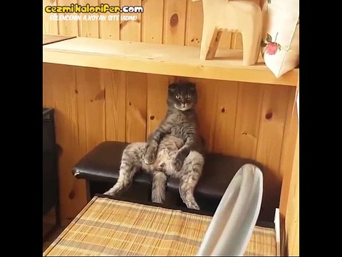 Köy Muhtarını Bekleyen Emmi Gibi Oturan Kedi - Dailymotion Video