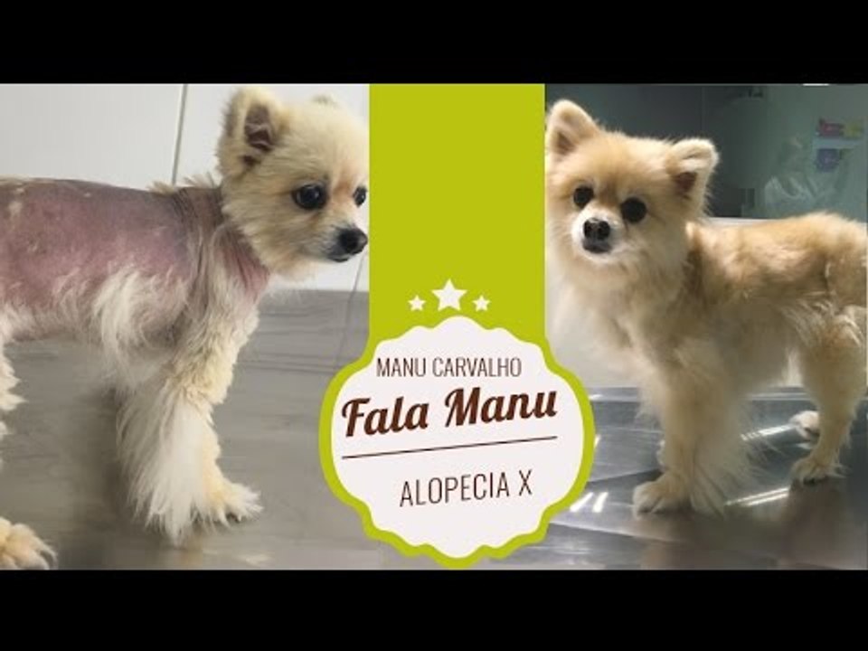 Fala Manu: Alopecia X em Lulu da Pomerânea como...