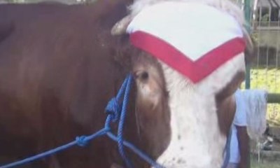 Biaya Pakan Rp 1,5 Juta, Inilah Sapi Terberat di Banyuwangi