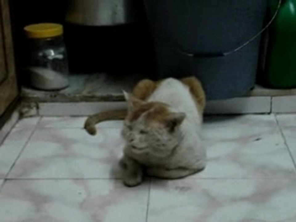 Begging for milk