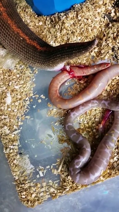 It's not everyday you see how snakes gives birth.