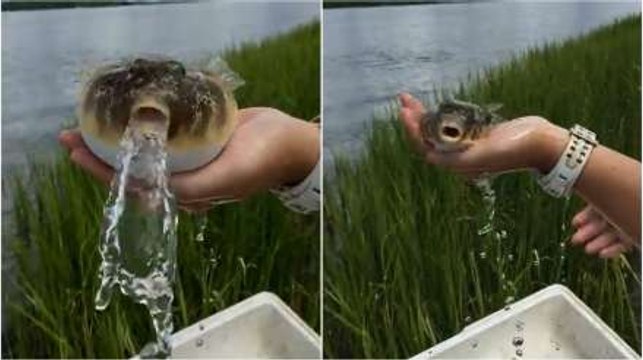 Pufferfish 'Deflates' In Seconds