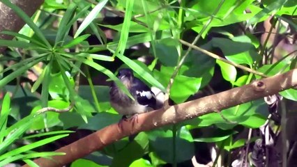 Magpie Robin singing beautiful song