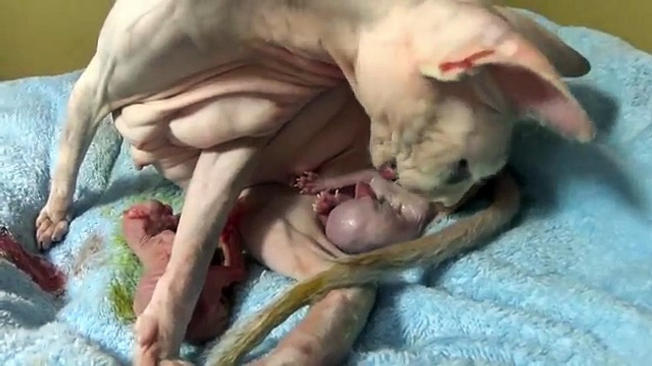 Animaux à naissance chat première donne domicile maison dans temps équipe Sphynx ☜ ♥ ☞ reproduction