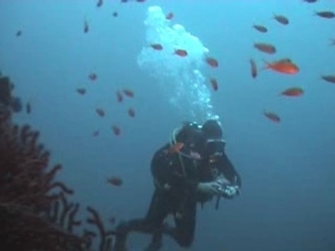 Le Donator - La Londe les Maures