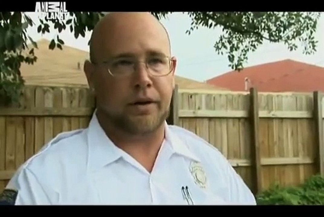 Animal Cops Miami Caught in the Act