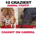 Les 10 combats entre animaux sauvages les plus impressionnants au monde