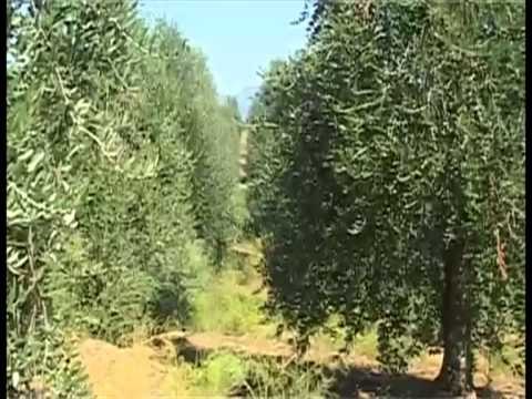 TG 22.10.13 Ulivi colpiti dal virus, nessun pericolo per olio e olive