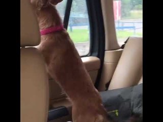 Jack Russell Shows Car Washers Who's Boss
