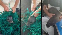 Des pêcheurs libèrent un petit phoque pris au piège dans un filet