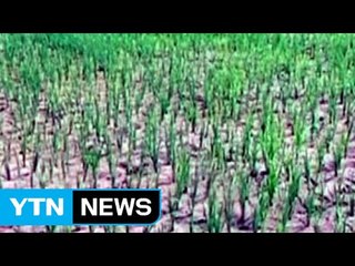 북한 곡창지대 덮친 100년 만의 가뭄 / YTN