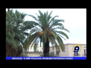 Bisceglie | Il WWF Puglia sul problema punteruolo rosso