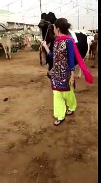 Sharmila Farooqi Purchased The Biggest Bull In Karachi