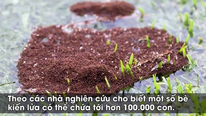 Kiến lửa kết thành bè mảng khổng lồ vượt siêu bão ở Mỹ
