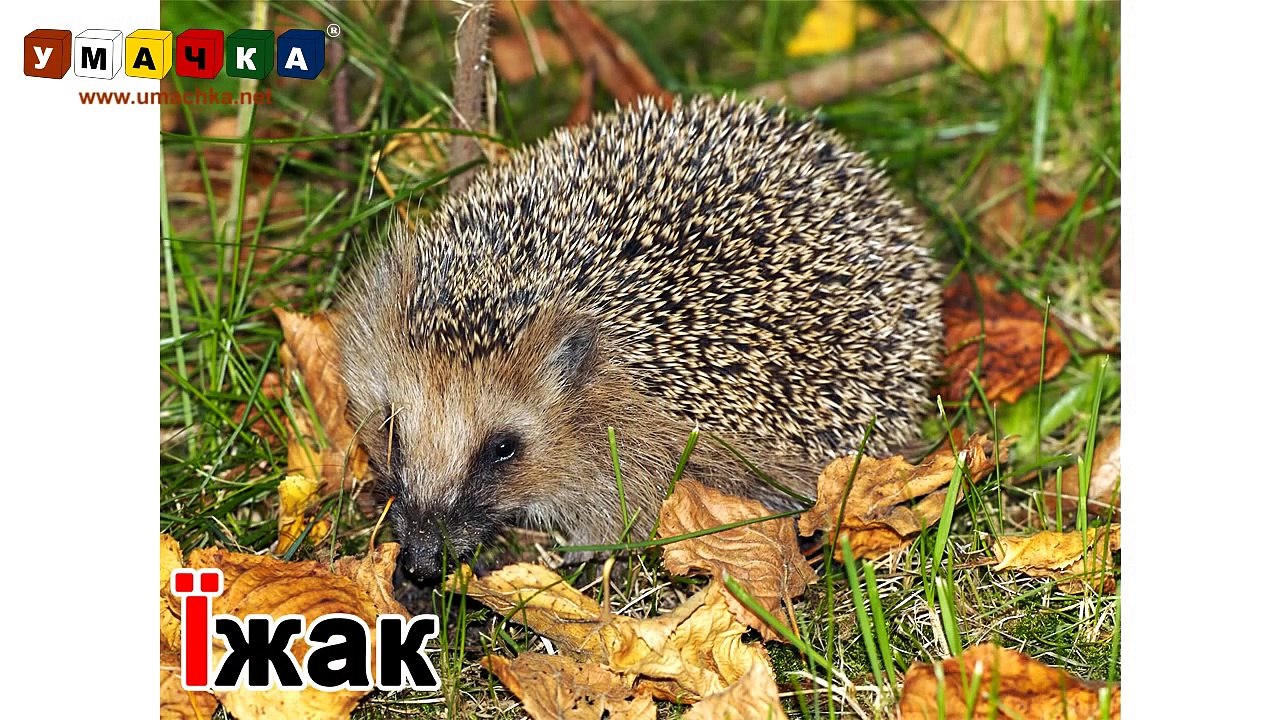 Розвиваючі мультики українською мовою