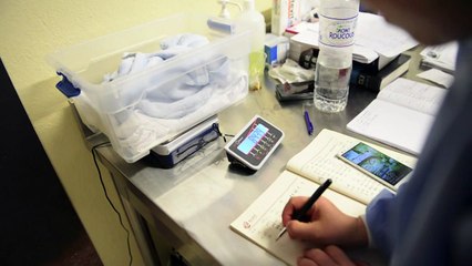 Beauval: croissance sous étroite surveillance pour le bébé panda